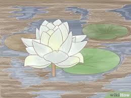 Image result for Lotus