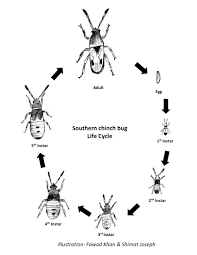 The blog reflects the specialties. Southern Chinch Bug Biology And Management In Turfgrass Uga Cooperative Extension
