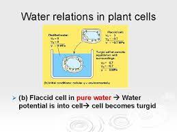 If the medium surrounding the cell has a higher water concentration than the cell, i.e., if solution is a very dilute solution, the cell will gain water by osmosis called endosmosis and cell becomes turgid. Water Potential Osmosis Plant Cells Plants Water Potential