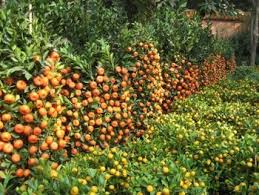 Growing fruit in iowa, fruit cultivars for iowa, pruning and training fruit trees, why fruit trees fail to bear, organic apple production. Image Result For Citrus Hedge Espalier Fruit Trees Fruit Trees Citrus Trees