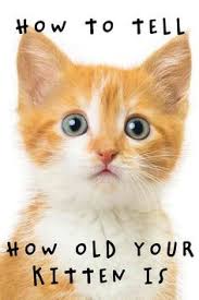 Cat Development Stages Cat Development Stages In 2020 Cats And Kittens Fun Facts About Cats Cats