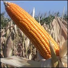 Image result for tongkol jagung
