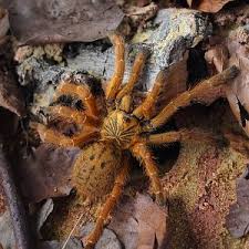 They mainly inhabit deserts, rainforests and worst enemy of tarantula is tarantula hawk, type of wasp which paralyzes spider and lays eggs on. Media Added By Kezygla Page 2 Tarantula Forum