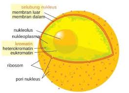 Sel hewan memiliki bentuk yang relatif tidak tetap karena membrannya tersusun dari. Struktur Nukleus Inti Sel Sejarah Ciri Fungsi Gambar