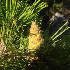 Image result for Pinus rigida