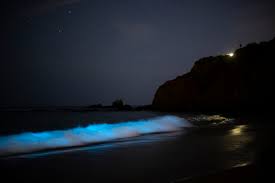 Maybe you would like to learn more about one of these? Epic Footage Shows Glowing Blue Waves In Laguna Beach Orange County Register