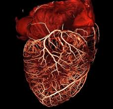 Mutations Before Birth Might Disrupt Heart And Nervous System Development Hhmi