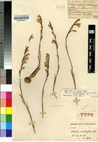 Image result for Gladiolus permeabilis