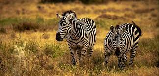 The bonds of the females in the harem are strong; Facts About Plains Zebra 5 Interesting Facts About Plains Zebras