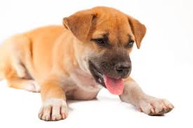 Puppies that are breathing fast. 3 Reasons Why Your Puppy Is Breathing Fast