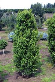 Boxwood Green Tower Earl May Green Tower Front Yard Plants Evergreen Hedge
