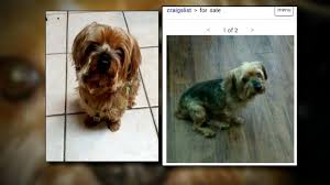 These cat breeders may have kittens for sale right now, that were not listed here in our classifieds section. Craigslist Scam Allows Thieves To Get Away With Selling Stolen Dogs Video Abc News