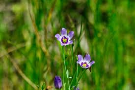 Image result for eustoma maurine