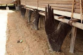 Batu pamali batu ini keunikan rumah adat hibualamo terletak pada warna yang digunakan. Inilah Keunikan Rumah Adat Baileo Rumah Suku Huaulu Maluku
