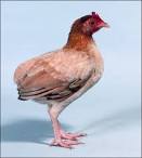 Rumpless Game - Wikipedia