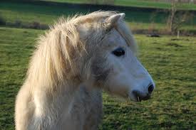 Página oficial de falabella chile. Falabellas Die Kleinsten Ponys Der Welt Staune Net