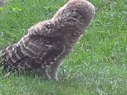 Barred owls, found in most of. Barred Owl Attacks Garden Hose In My Backyard Youtube