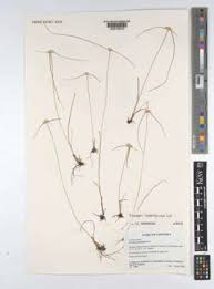 Image result for Ascolepis lineariglumis