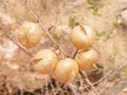 Image result for Tinnea galpinii