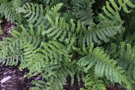 Image result for Thelypteris confluens