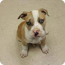 Does anybody know of a pitbull rescue? Hagerstown Md Pit Bull Terrier Meet Rocko Lr A Pet For Adoption