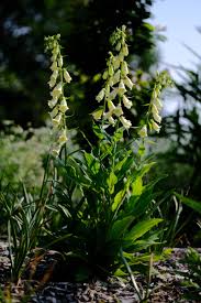 Image result for Isoglossa grandiflora