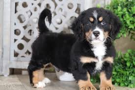 Another benefit of the mini bernedoodle is the decreased size compared to the standard bernedoodle, making it more suitable for people who want this type of dog, but do. Rolo Darling Mini Bernedoodle Puppies Online