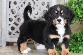 Mini bernedoodle puppies for sale in amish country by kate's puppies. Rolo Darling Mini Bernedoodle Puppies Online