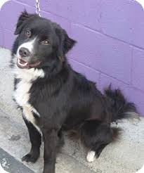 Working ranch parents on site. Border Collie Australian Shepherd Mix California Border Collie Aussie Mix Training