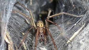 Daripada ibn abbas r.a bahawa nabi muhammad saw bersabda yang maksudnya Rumah Rumah Di Inggris Bakal Dihiasi Sarang Laba Laba Besar