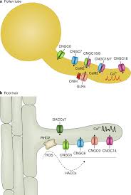 Here i have included xylem cells, phloem cells, stomata with guard cells and root hair cells. Calcium Spikes Waves And Oscillations In Plant Development And Biotic Interactions Nature Plants