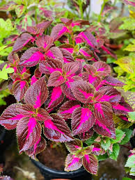 Image result for Coleus maculosus