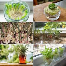 Propagating fruit trees from cuttings. 27 Plants And Fruits You Can Grow In Water Diy Crafts