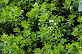 Image result for Galium stenophyllum