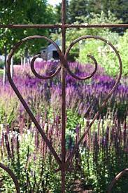 Bloom The Manic Gardening Mother Salvia Pretty Gardens Gate
