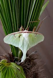 Maybe you would like to learn more about one of these? Some Moths Are Stunning And Could Even Be Called Beautiful Caes Newswire