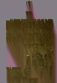 Image result for Nolletia zambesica