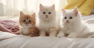 3 Pets Image