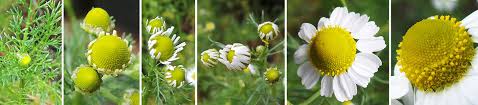 We did not find results for: Chamomile Matricaria Chamomilla Wisconsin Horticulture