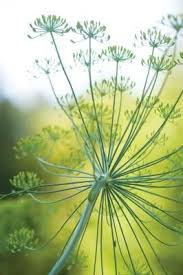Mother Earth Living Healthy Homes Natural Health Green Living Planting Herbs Herbs Culinary Herbs
