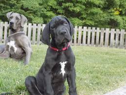 Make sure you have plenty of room for this pup though, the only thing superior, 100 european great dane with phenomenal bloodlines we are proud to announce our litter sired by european import vladymir. Zorro Akc European Great Dane Great Dane Puppy For Sale In Dundee Oh Happy Valentines Day Happyvalentinesday2016i
