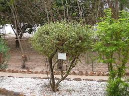 Image result for Lawsonia