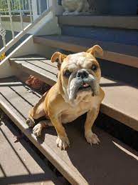 Adopt La Ti Da On Petfinder Bulldog Rescue Bulldog English Bulldog Dog