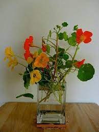 Pin By Nancy Ascencios Ribbeck On Vas Cu Flori Nasturtium Beautiful Flowers Flower Arrangements