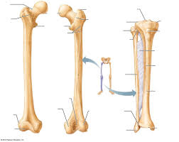 The bones of the leg are the femur, tibia, fibula and patella. Lab Test 2 Right Leg Bone Diagram Quizlet