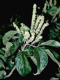 Image result for Allophylus