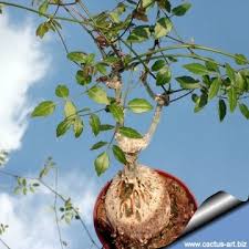 Image result for Cyphostemma saxicola