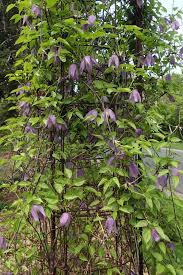 Image result for Clematis viridiflora