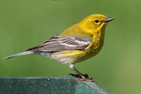 Find the perfect american yellow warbler stock photos and editorial news pictures from getty images. 13 338 Warbler Photos Free Royalty Free Stock Photos From Dreamstime