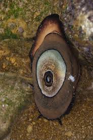 Giant Keyhole Limpet Marine Life Limpet Marine